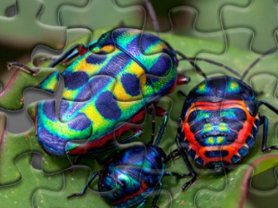 Disgusting Bugs